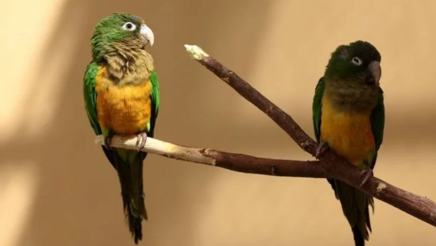 野生幼鳥吃什麼？撿到幼鳥必讀的急救餵食指南