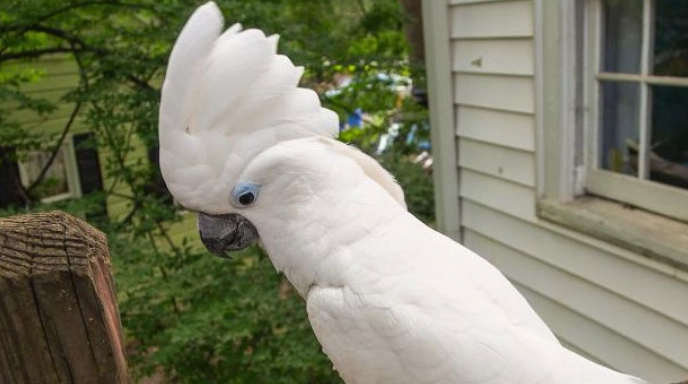 白色 鸚鵡品種