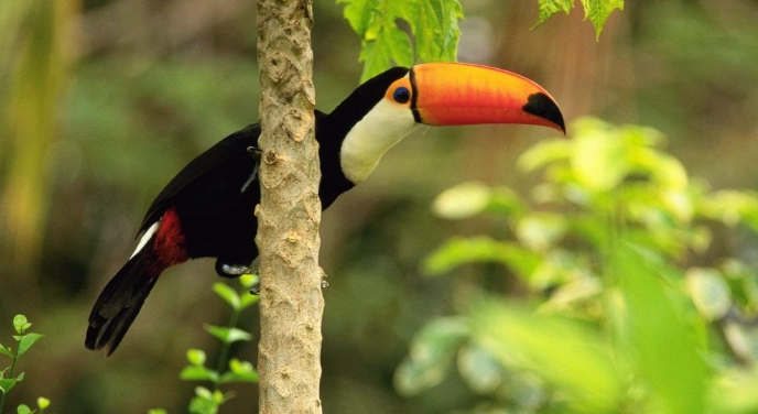 托哥巨嘴鳥全攻略：台北動物園觀賞指南與必知秘訣