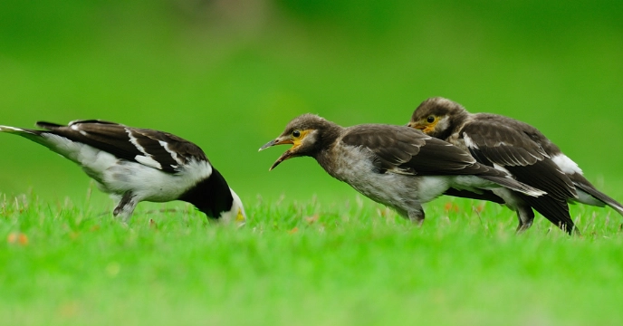 幼鳥消化不良症狀