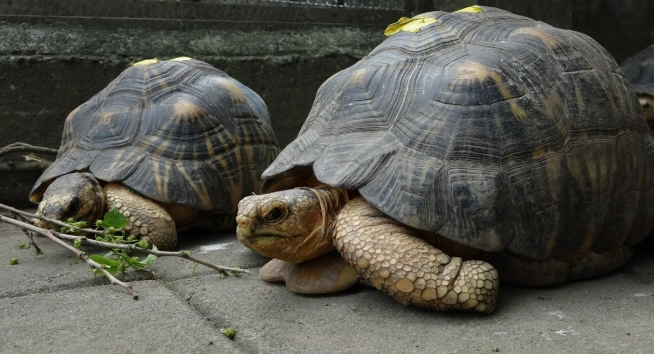 陸龜可以吃玉米嗎