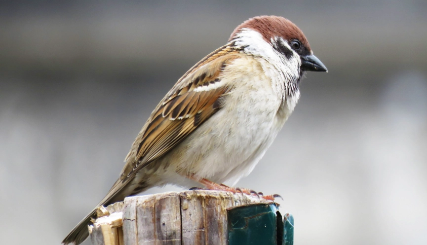 麻雀掉在地上怎麼辦？城市生態觀察指南與實用行動方案