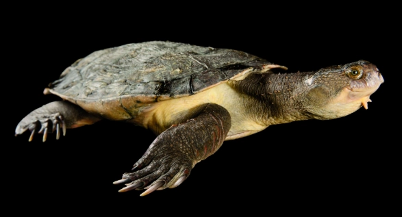 烏龜不能吃什麼菜