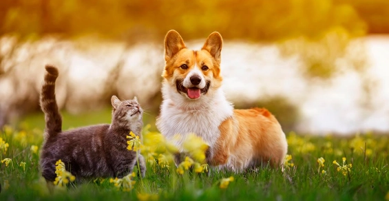 有意義的寵物名字