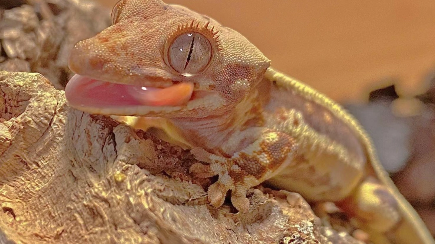 檸檬霜守宮飼養全攻略：新手必知的照顧技巧與常見問題