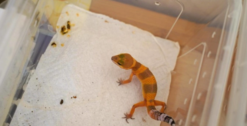 豹貓守宮飼養方法