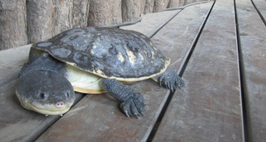 沼澤側頸龜成體尺寸