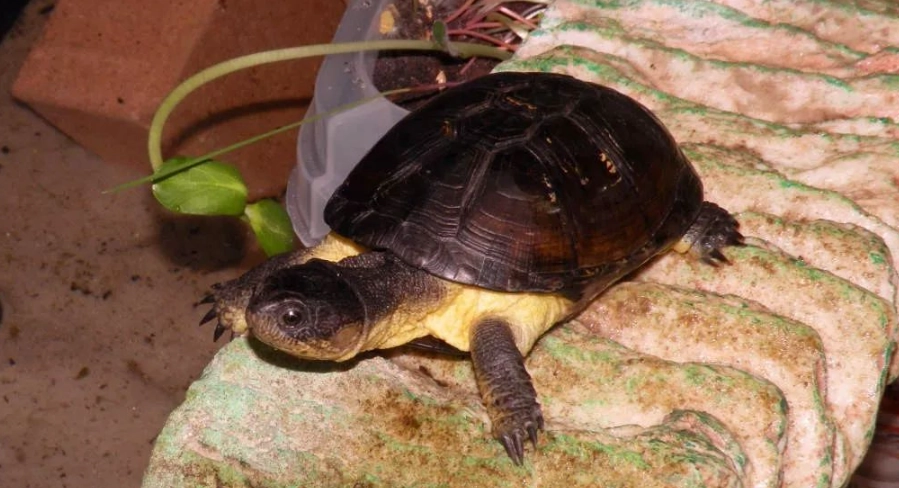 側頸龜飼養空間