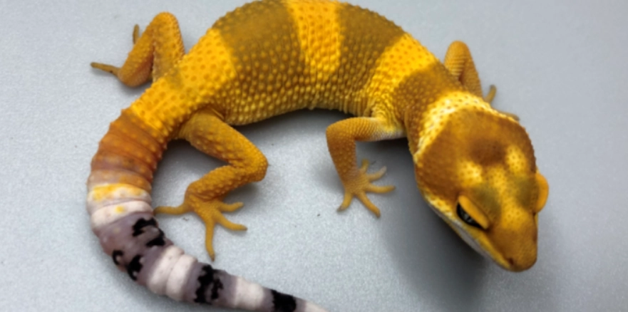 豹貓守宮飼養新手