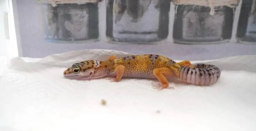 豹貓守宮飼養新手