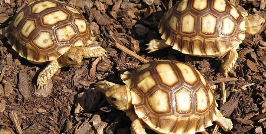 蘇卡達飼養心得